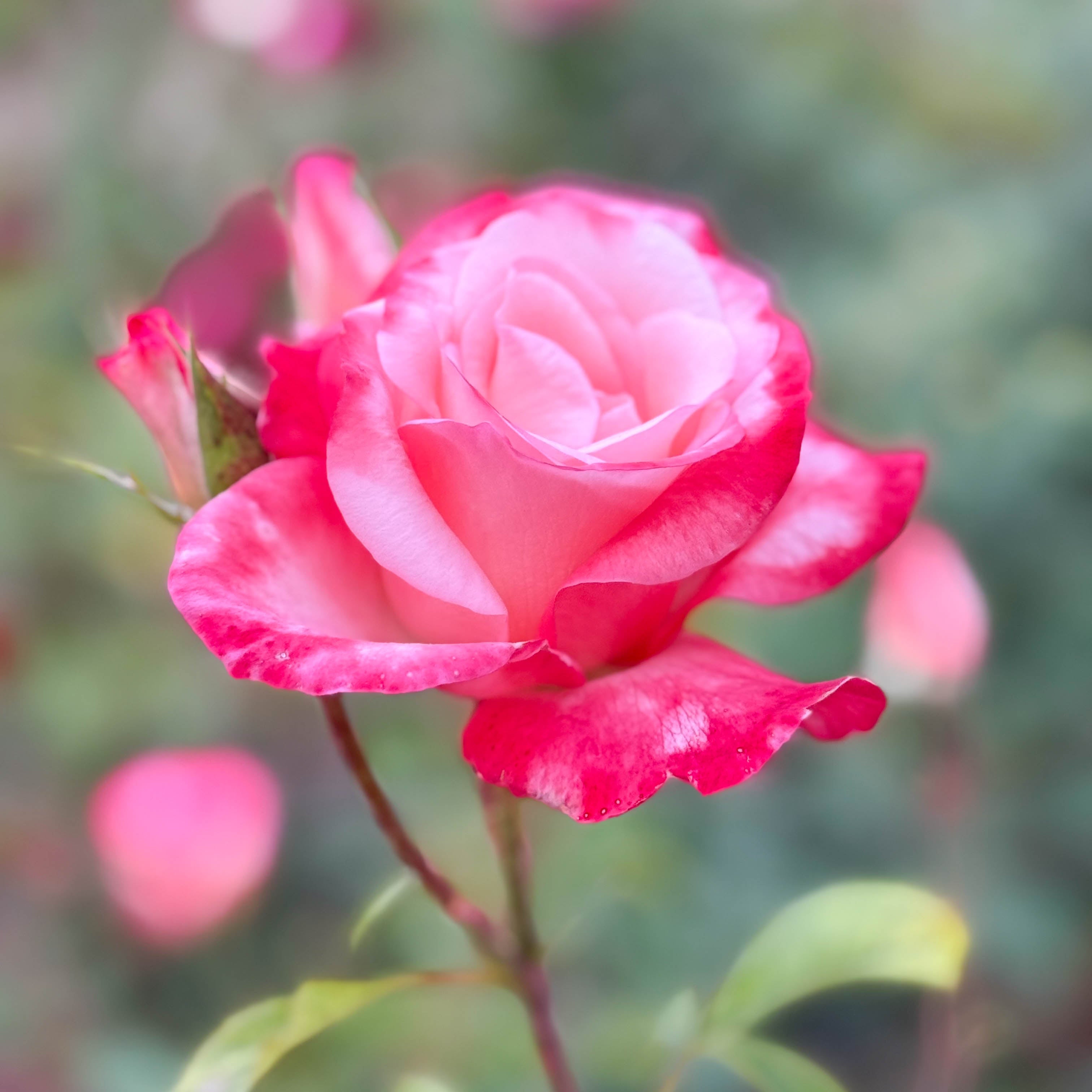 Double Delight™ Bare Root Tree Rose