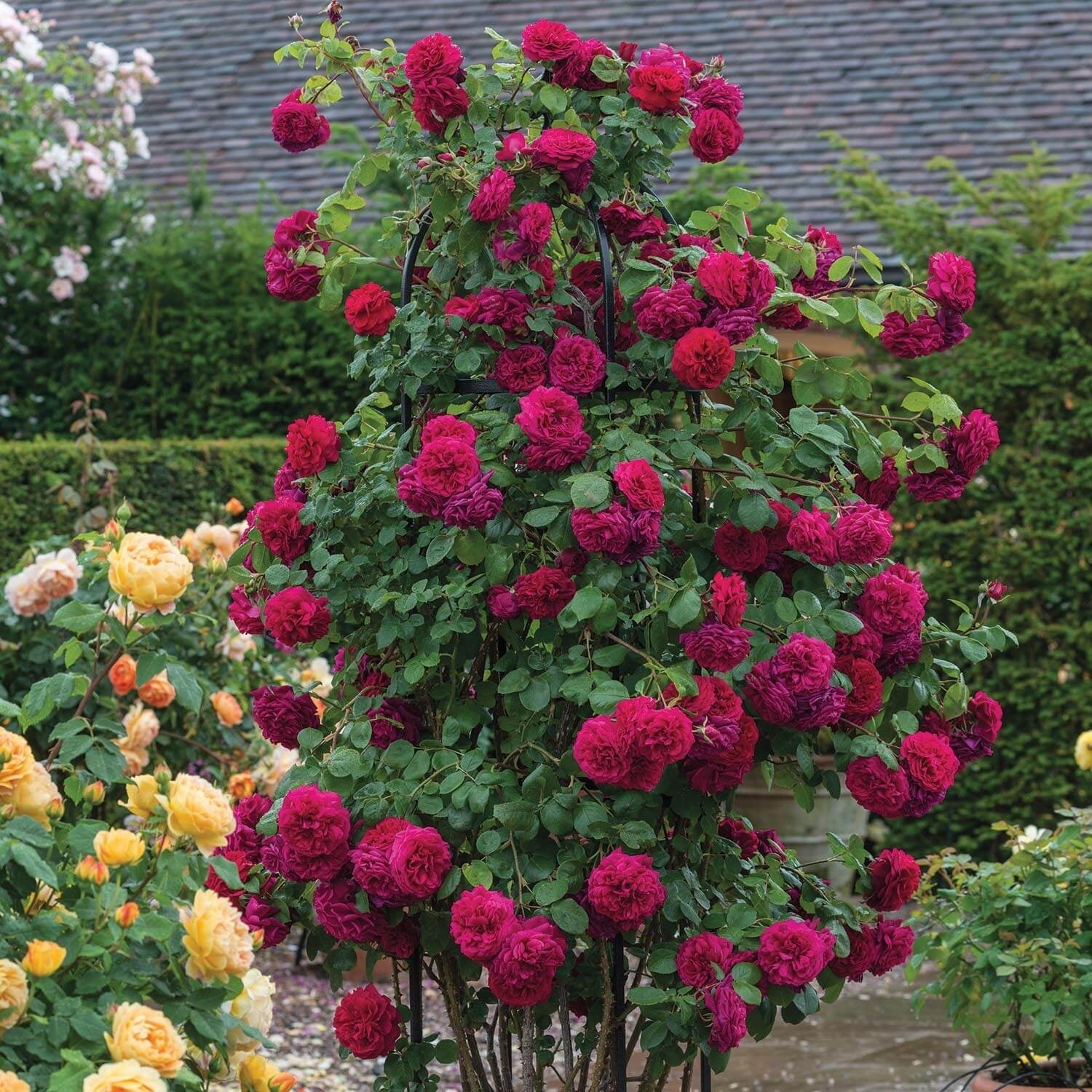 David Austin® Tess of the d'Urbervilles® Climbing Potted Rose