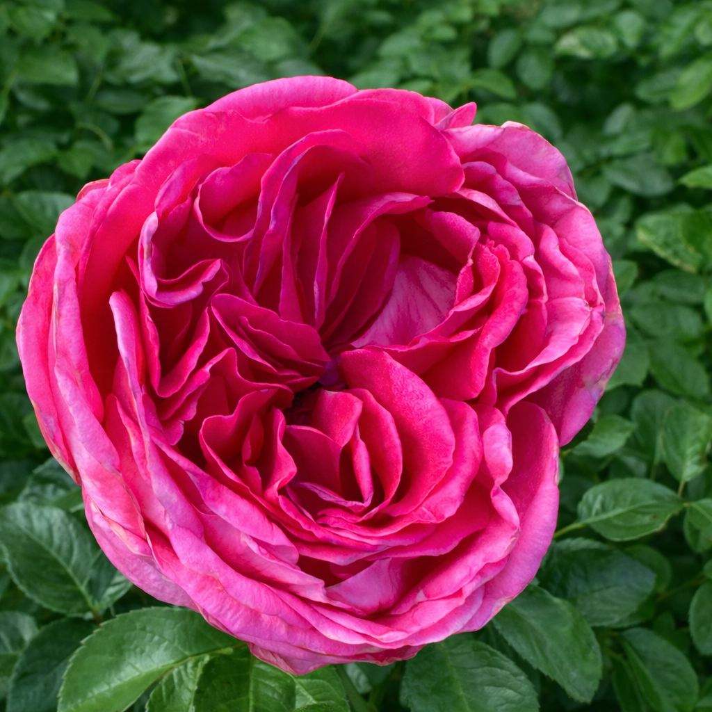 Adelaide Grace Potted Rose Bush | Estate Rose Collection | Grace