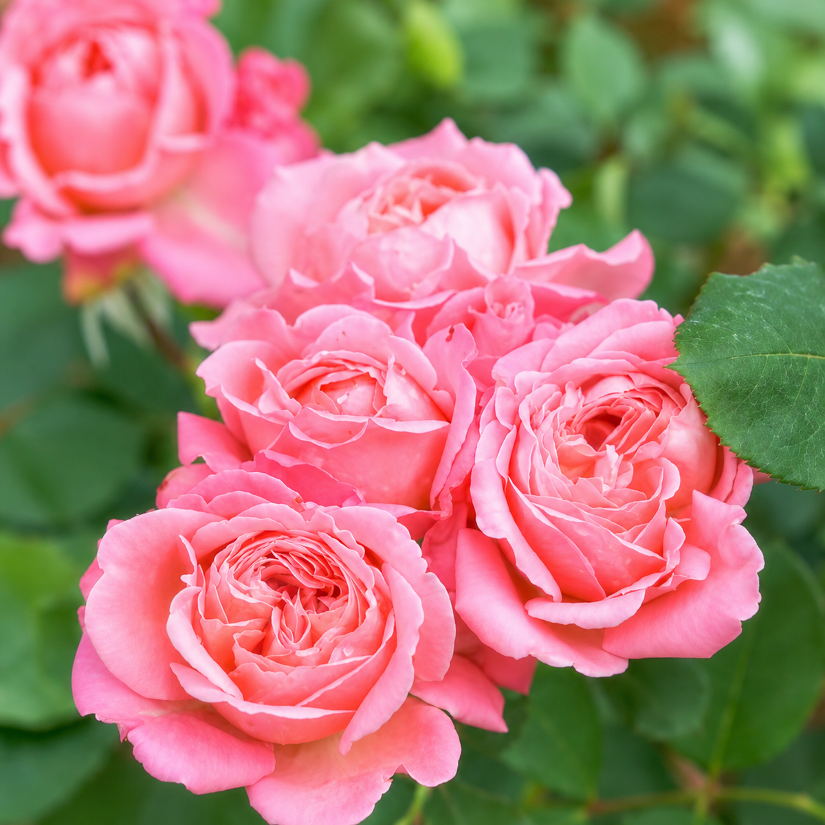 Reminiscent Coral Potted Rose Bush | Coral Shrub Rose Bush | Grace