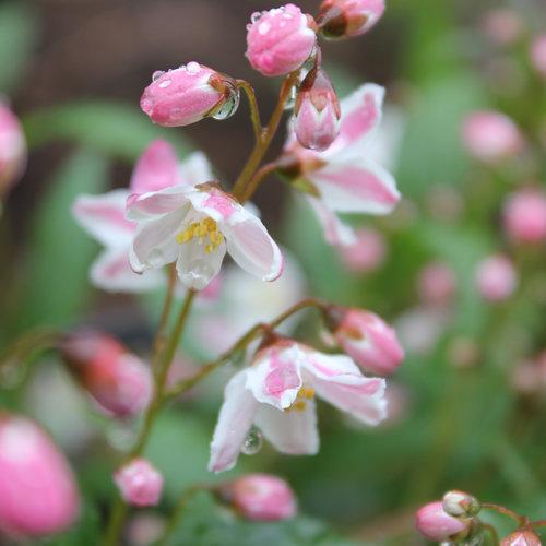 Proven Winners® Deutzia Yuki Cherry Blossom® Potted Deutzia Bush
