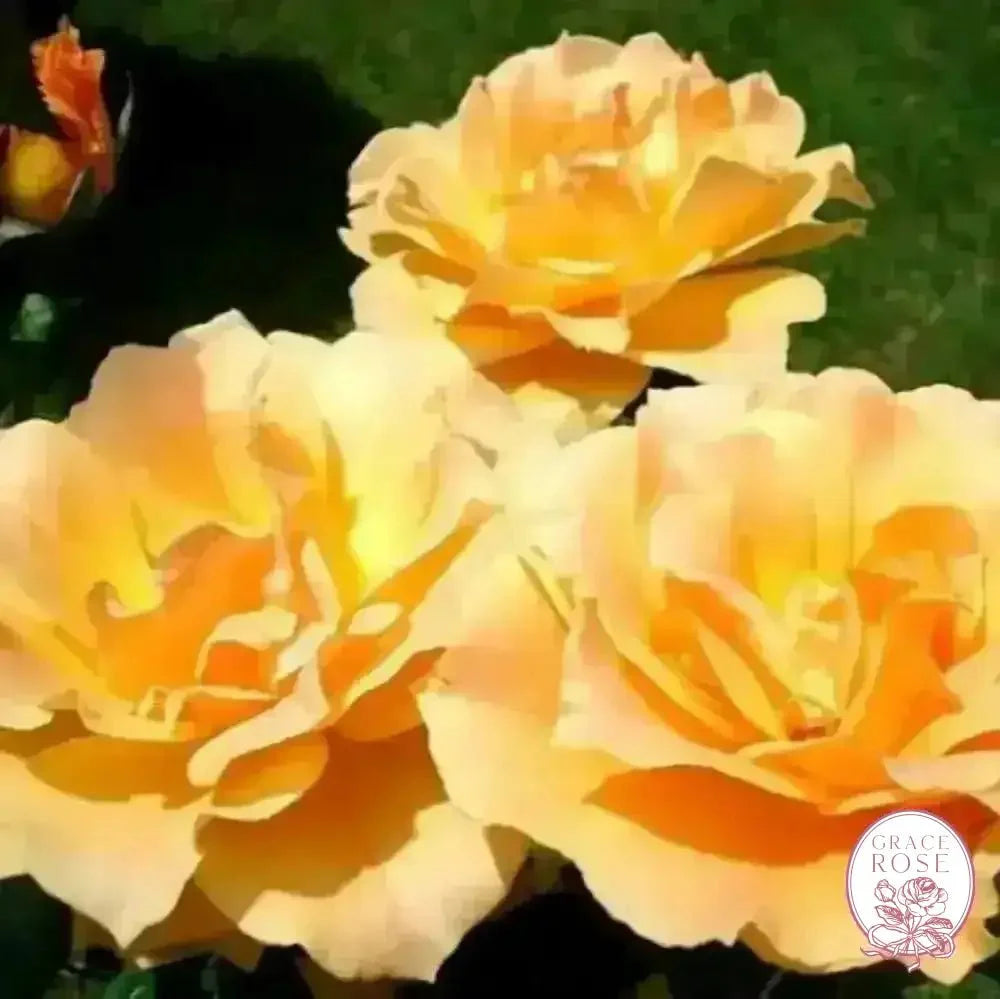 Easy Going & Livin' Easy® Bare Root Tree Rose