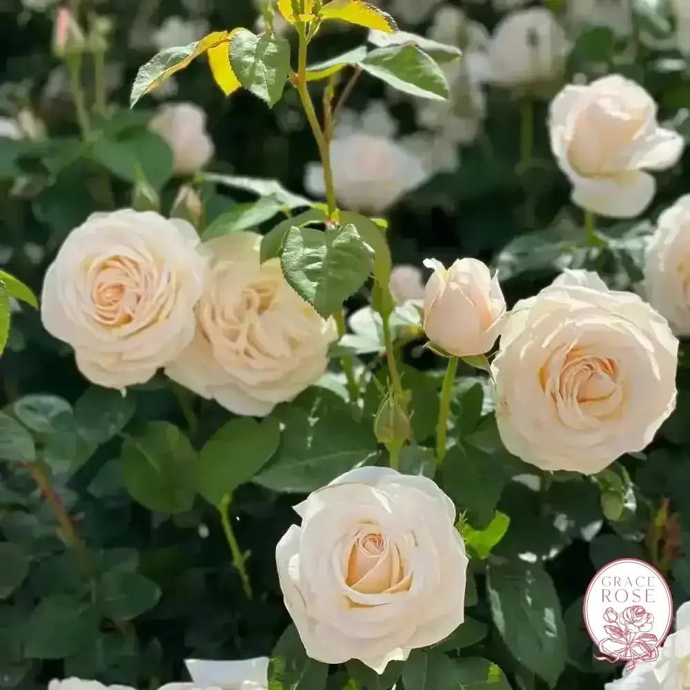 Easy Spirit™ Bare Root Tree Rose