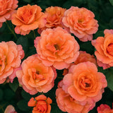 Easy Does It® Bare Root Tree Rose