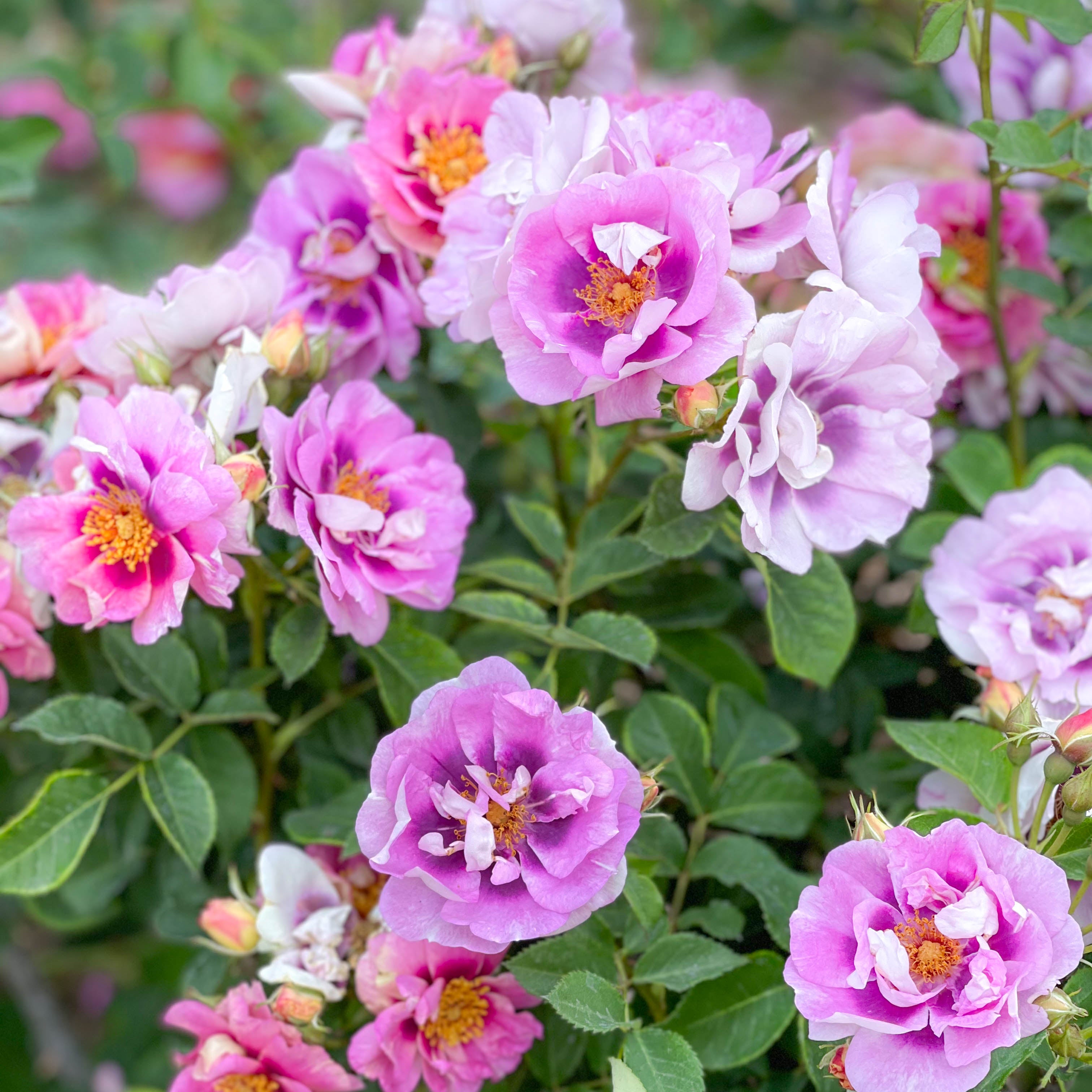 Easy on the Eyes™Potted Rose Bush