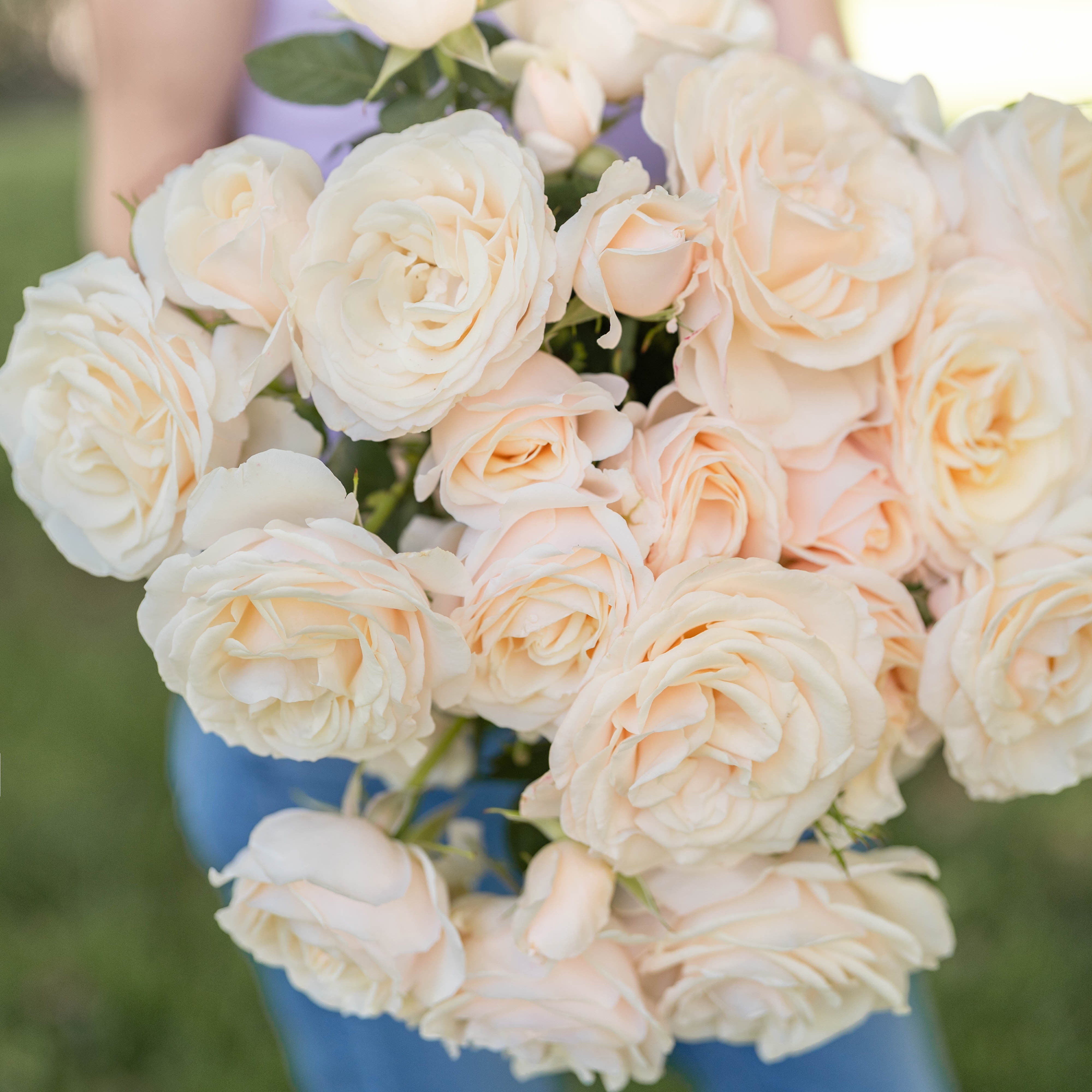 Easy Spirit™ Bare Root Rose Bush