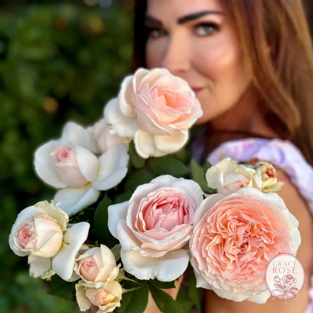 Parfuma® Bliss Rose Bush #1 own root bare root rose BUSHES