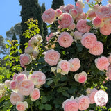 Eden Climber® Potted Climbing Rose