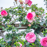 Eden Climber® Pretty in Pink Bare Root Climbing Rose