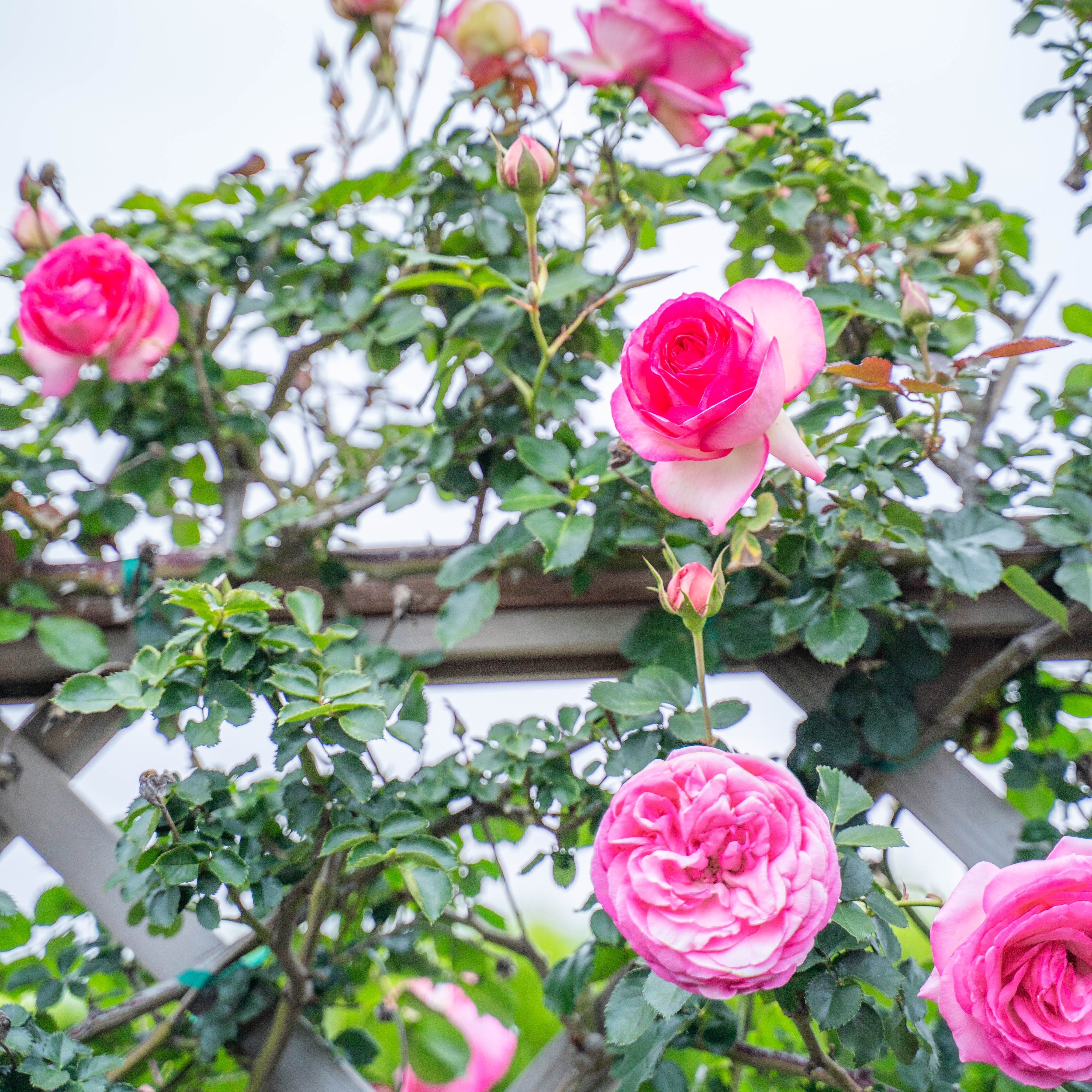Eden Climber® Pretty In Pink Potted Climbing Rose