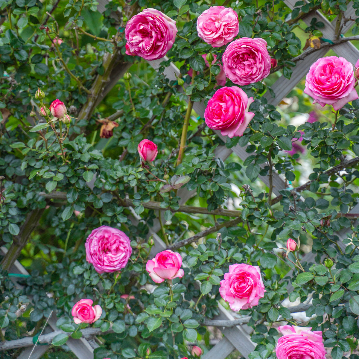 Eden Climber® Pretty in Pink Bare Root Climbing Rose