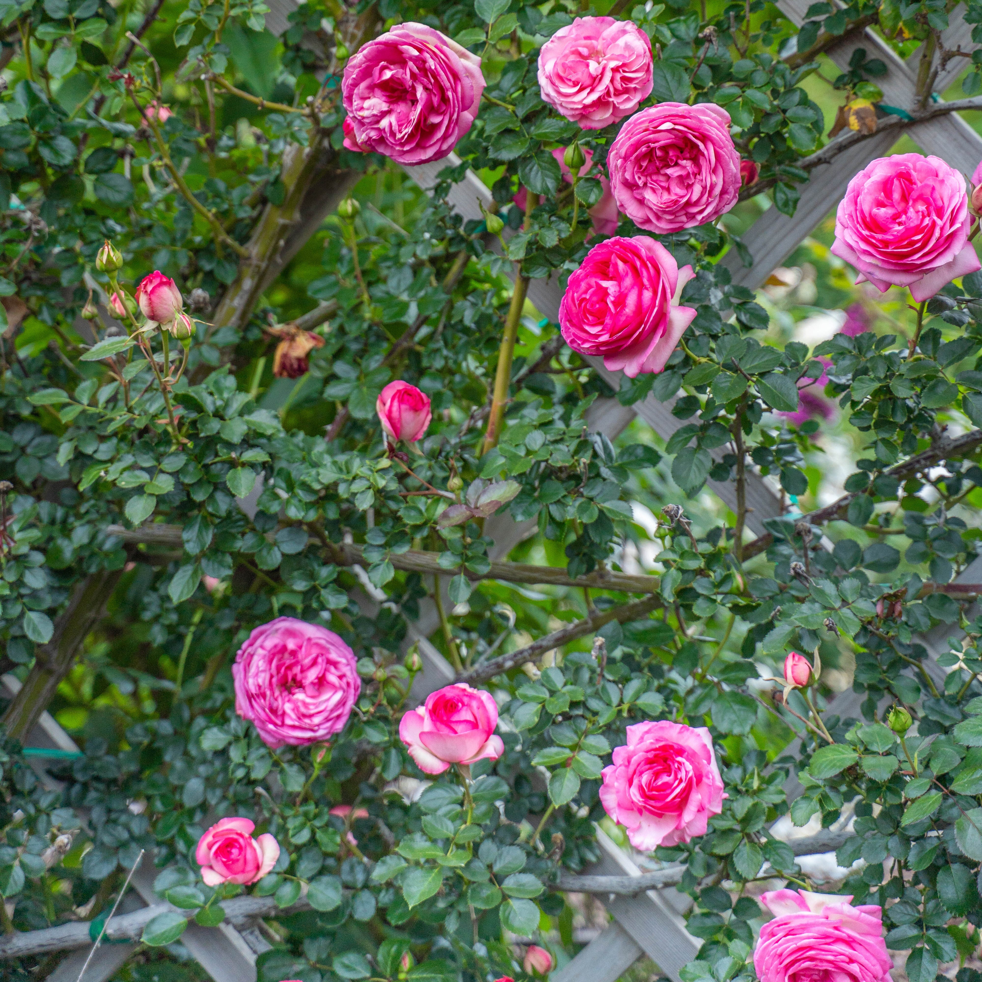 Eden Climber® Pretty In Pink Potted Climbing Rose