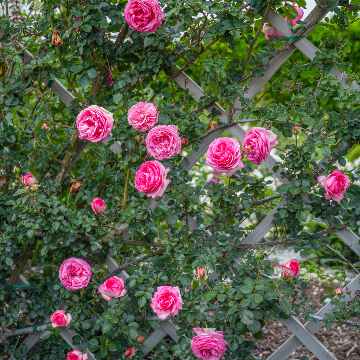 Eden Climber® Pretty in Pink Bare Root Climbing Rose