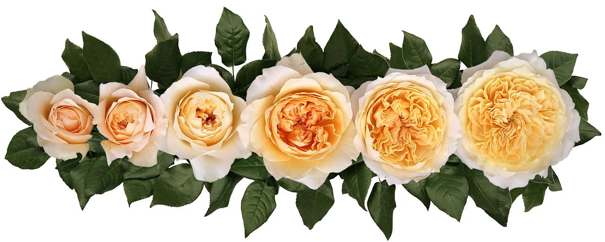 David Austin® Effie™ Bouquet