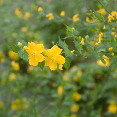 Kerria japonica 'Golden Guinea' Potted Kerria Plant