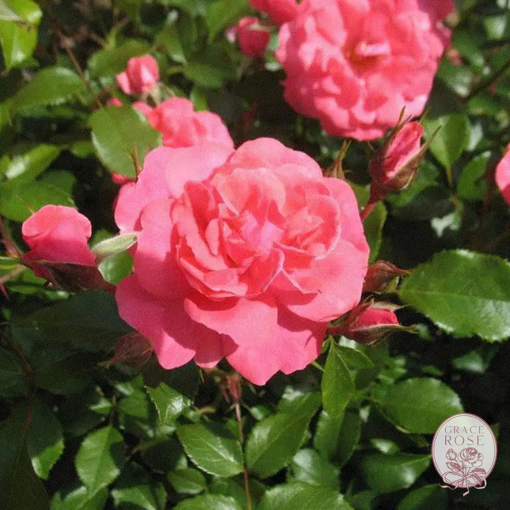 Electric Blanket Potted Rose Bush