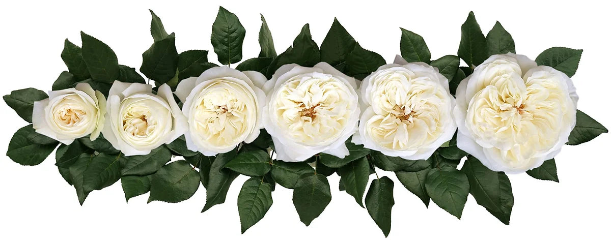 Leonora™ Special Bouquet