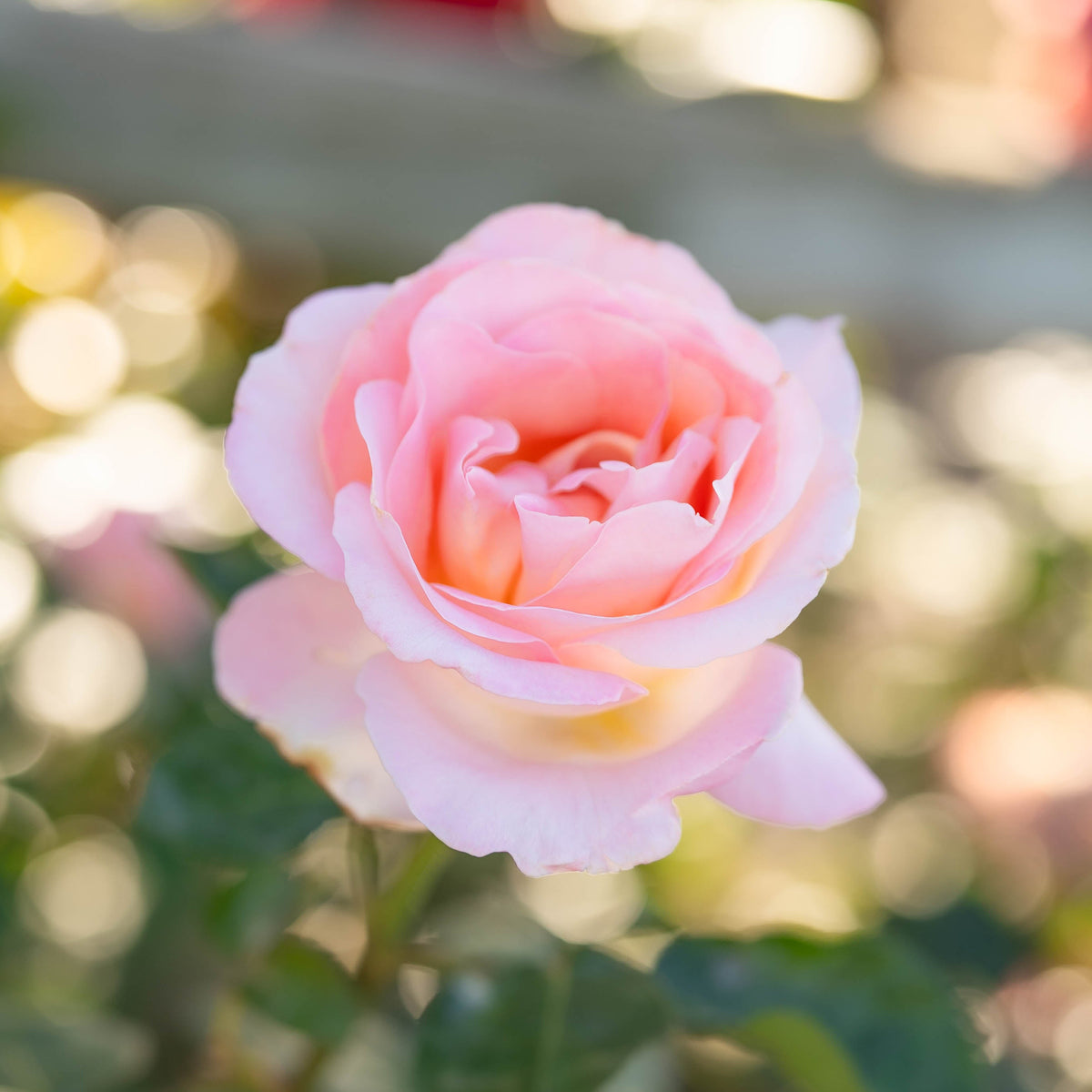 Elle® Bare Root Tree Rose