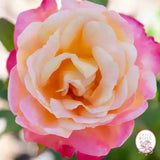 Enchanted Peace™ Potted Rose Bush