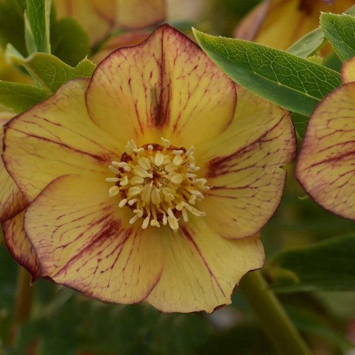 Helleborus 'Tropical Sunset' - Honeymoon® Tropical Sunset Lenten Rose