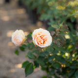 Euphoria® Bare Root Rose Bush