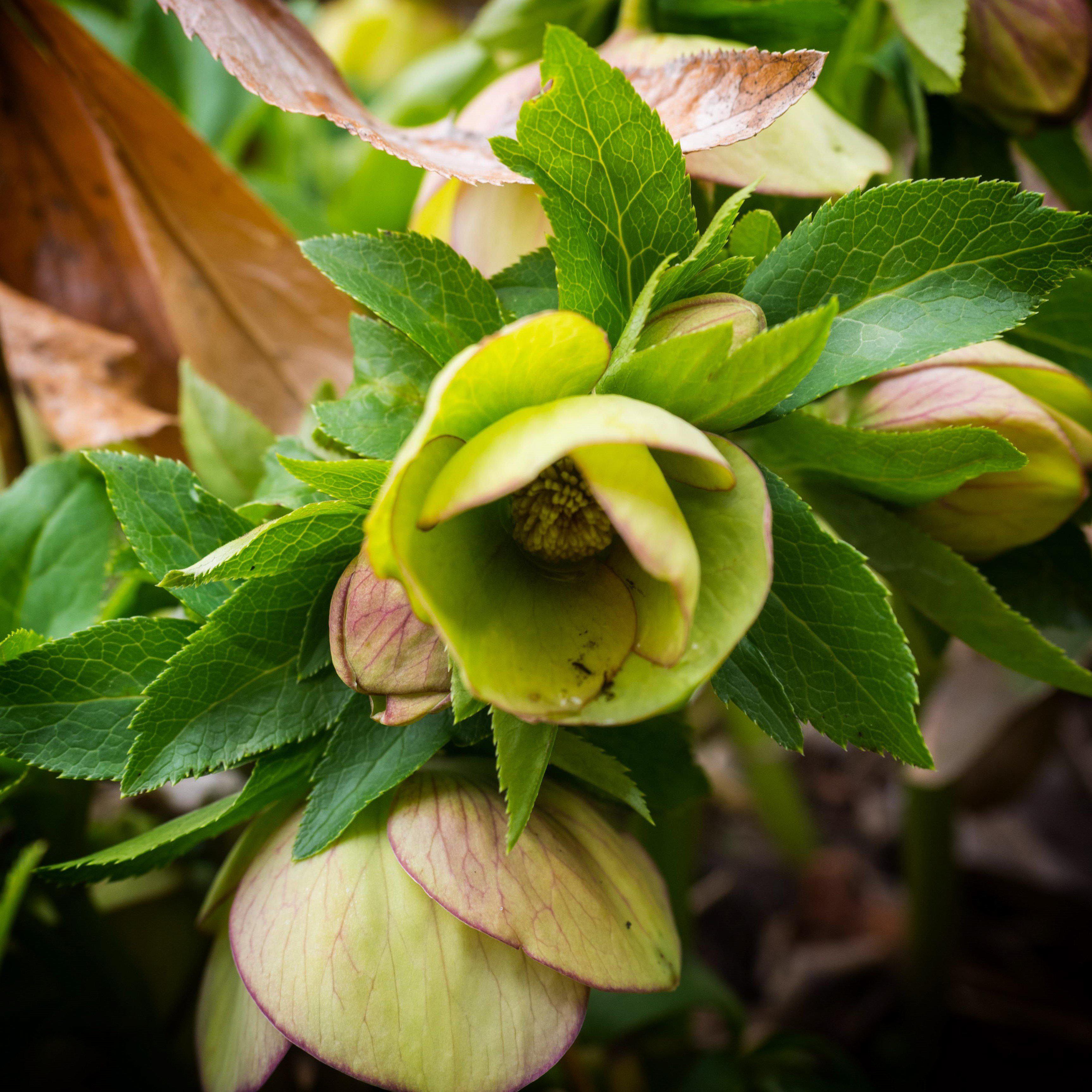 Hellebore Gold Collection® Champion Potted Lenten Rose Plant