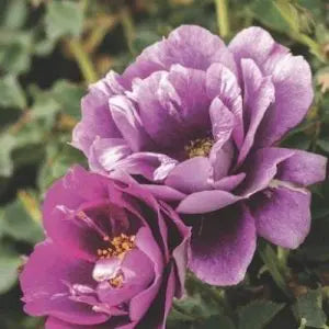 Eyeconic® Plum Lemonade Potted Rose Bush - Grace Rose Farm