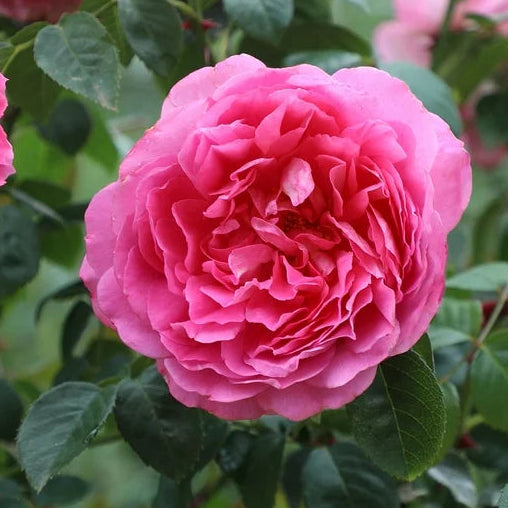 True Bloom Roses® True Inspiration™ Bare Root Rose Bush