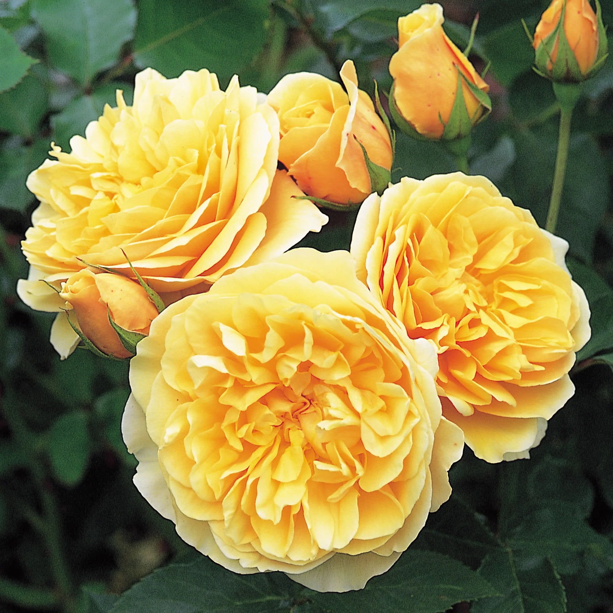 David Austin® Graham Thomas® Potted Climbing Rose