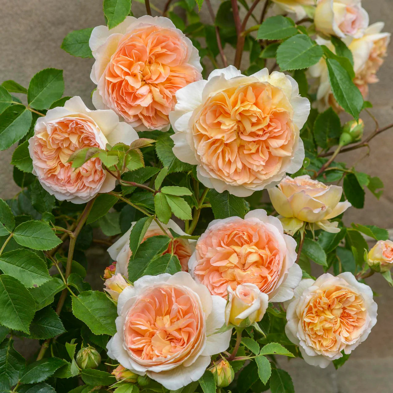David Austin® Bathsheba® Potted Rose Bush