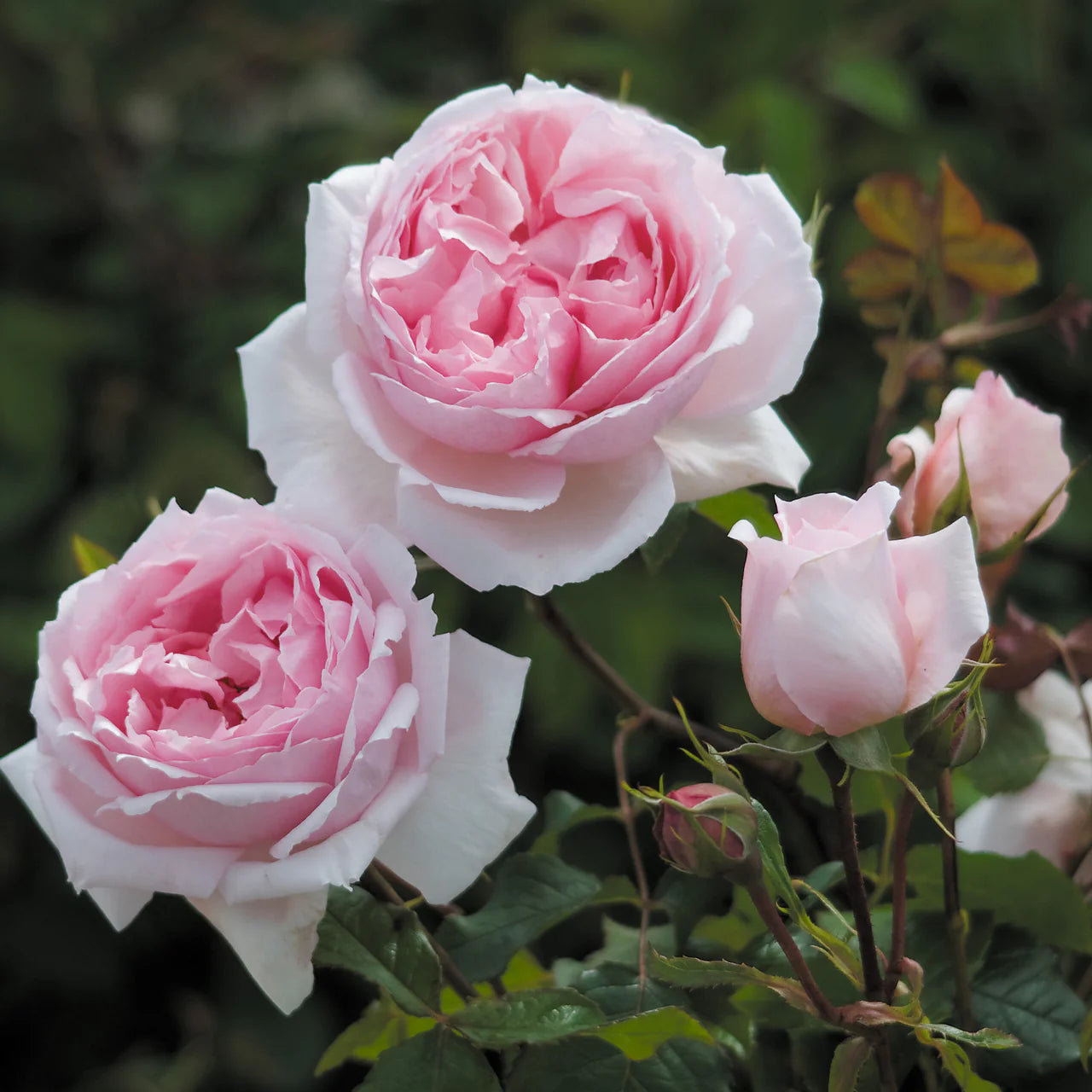 David Austin® The Wedgwood Rose™ Potted Rose Bush