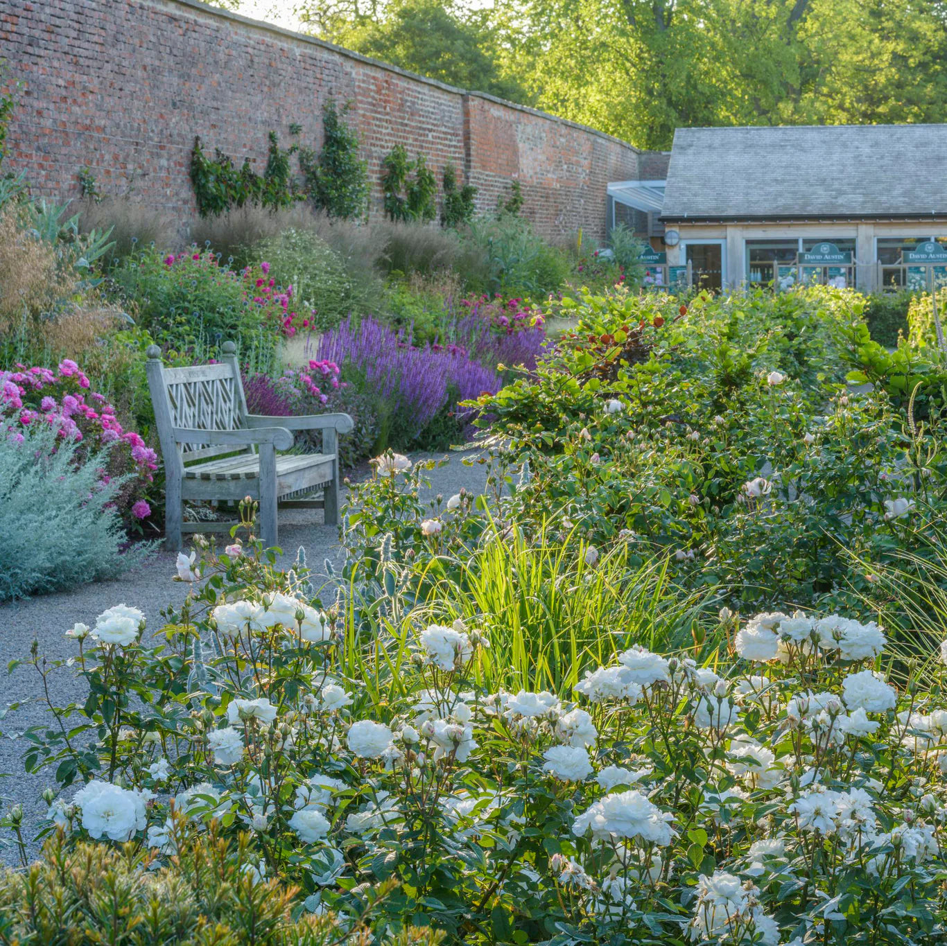 David Austin® Susan Williams-Ellis® Potted Rose Bush