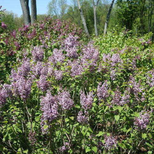 Lilac Scentara® Double Blue Potted Lilac Bush