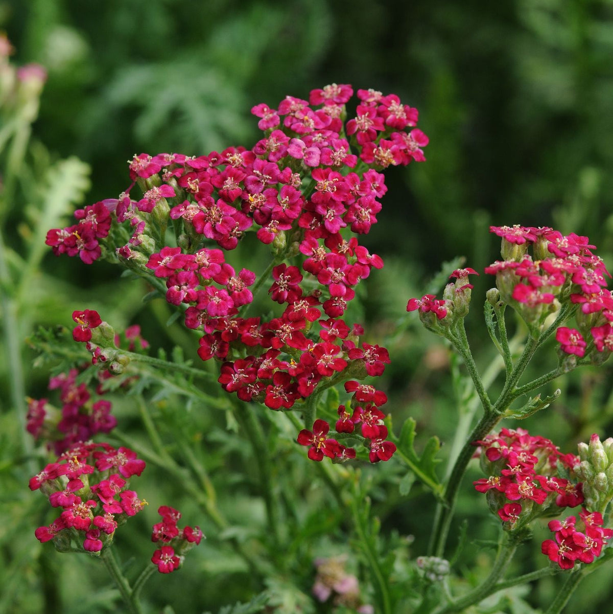 Yarrow - Achillea New Vintage™ Red