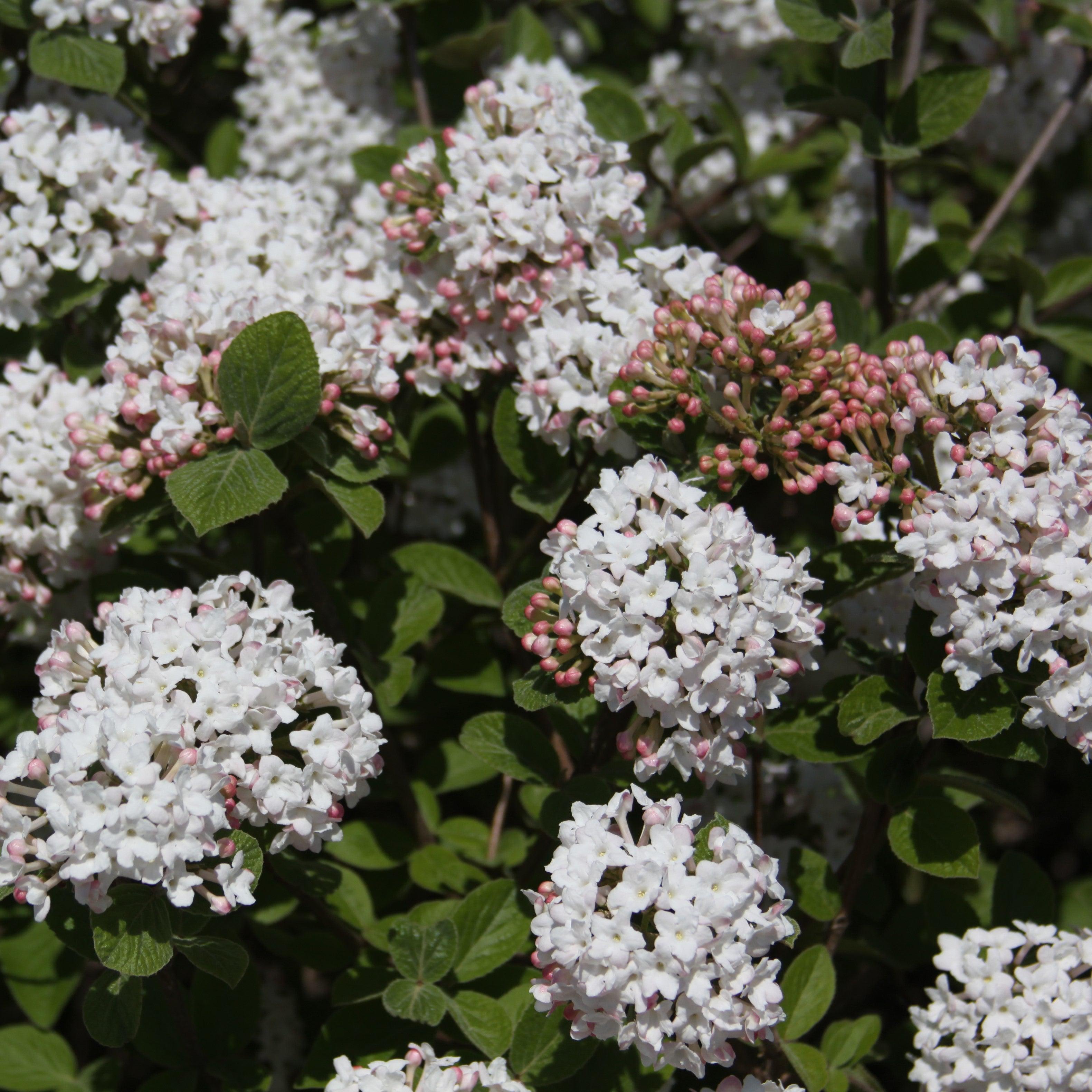 Viburnum carlesii Spice Island™ Potted Korean Spice Viburnum Bush