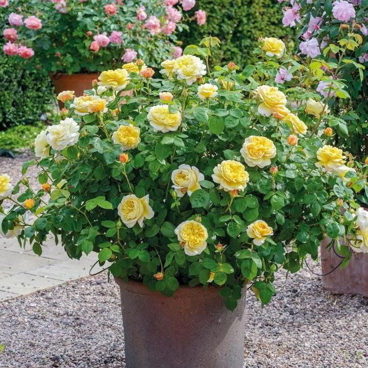 David Austin® Charles Darwin® Potted Rose Bush