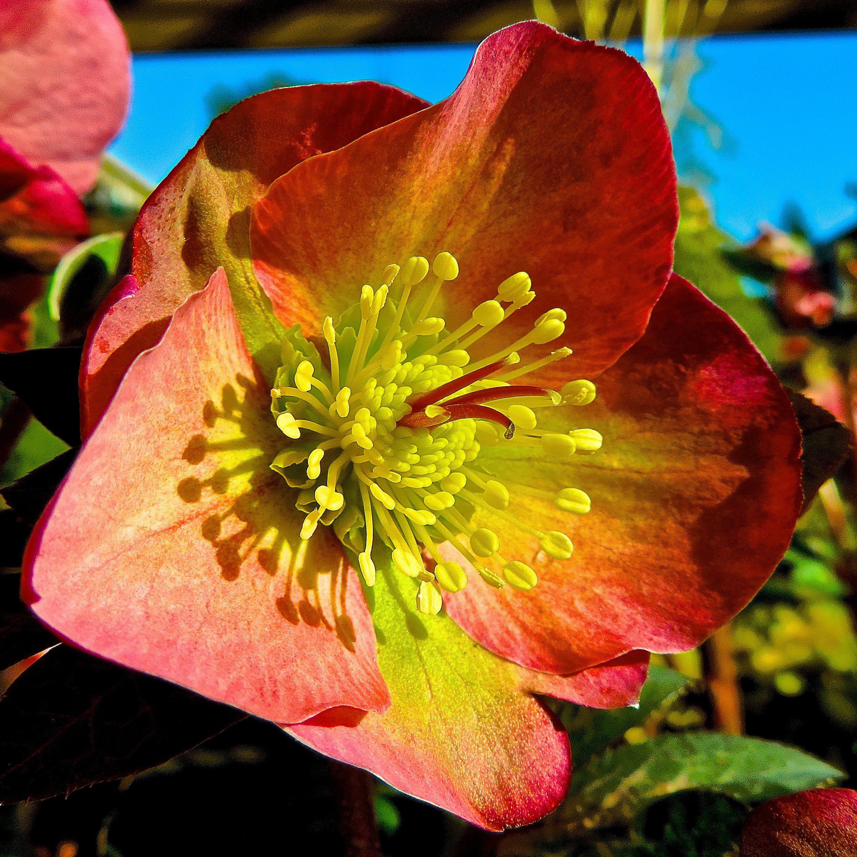 Hellebore FrostKiss® Penny's Pink® Potted Lenten Rose Plant
