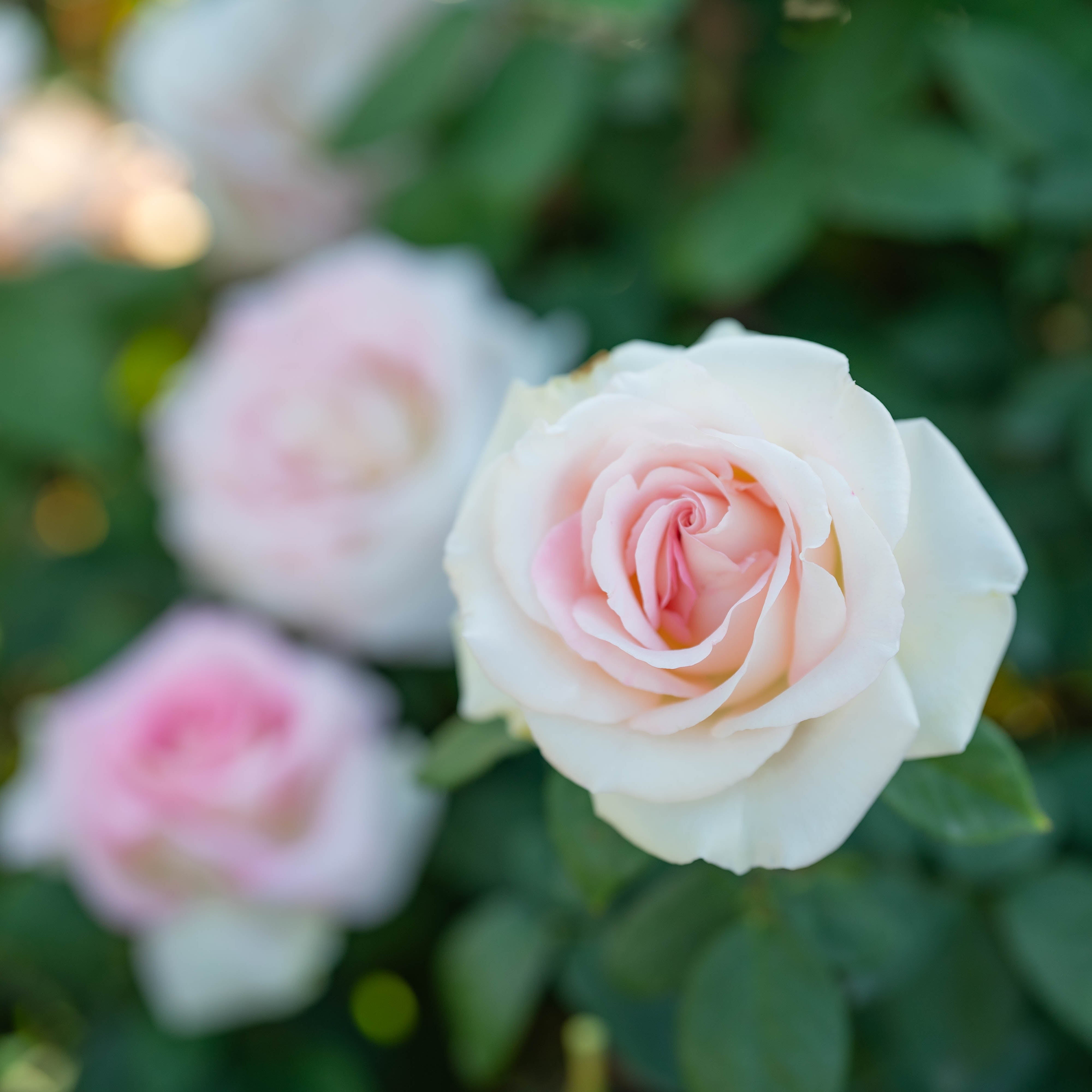 Close-up of pink and white roses with a blurred green background