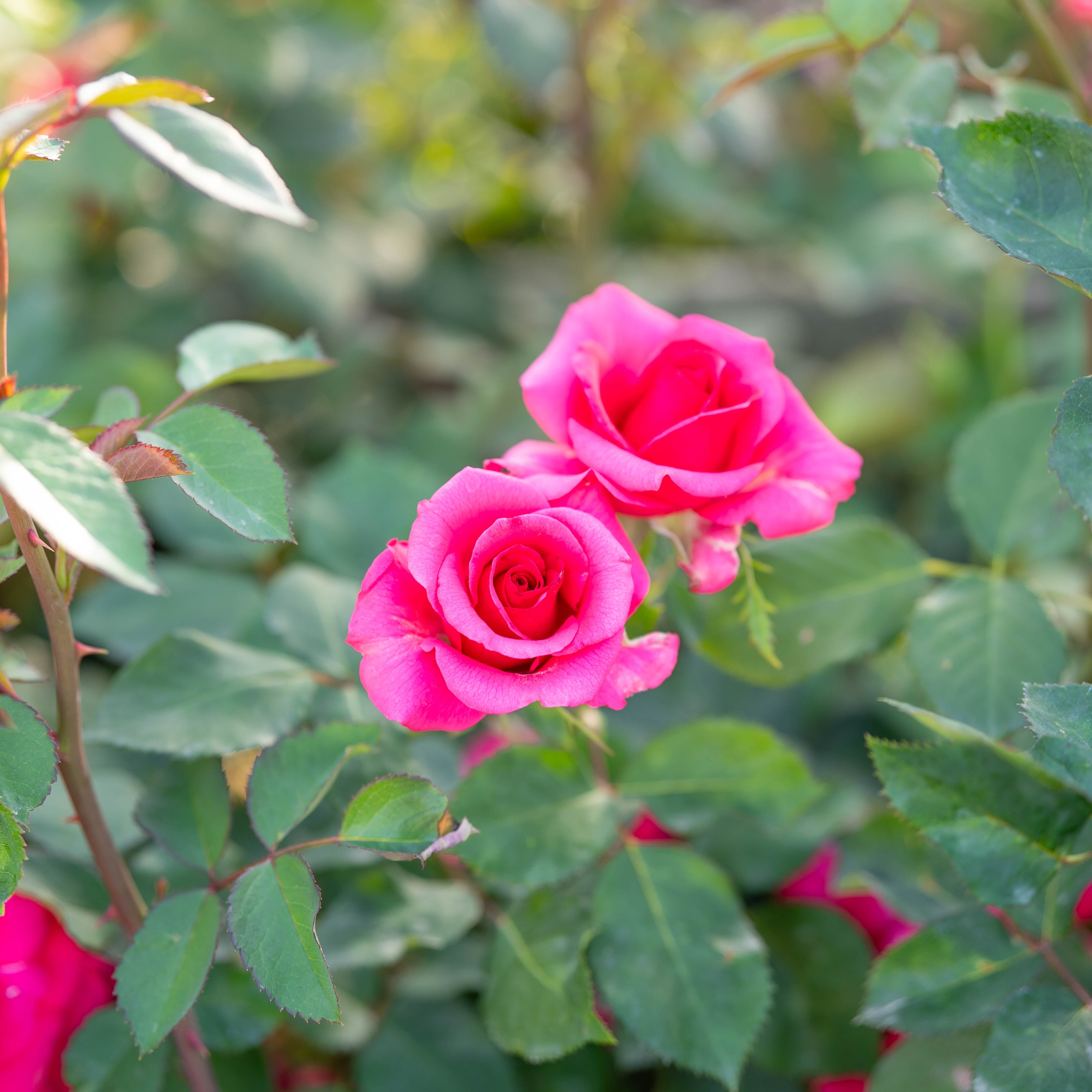 Fame!™ Bare Root Rose Bush