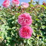 Pink roses in a garden with green leaves and blue sky