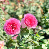 Pink roses with green leaves in a garden setting