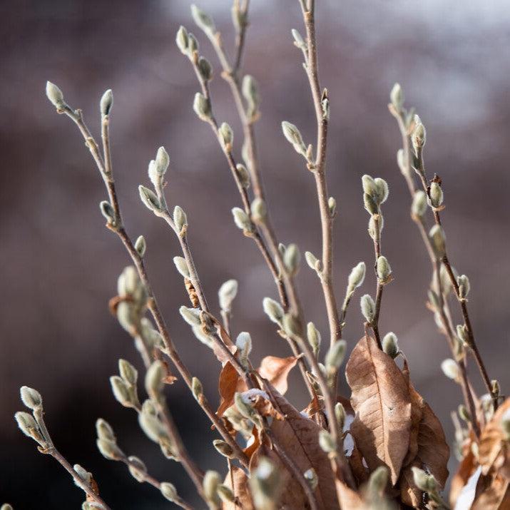 First Editions® Magnolia 'Centennial Blush' Potted Star Magnolia Plant