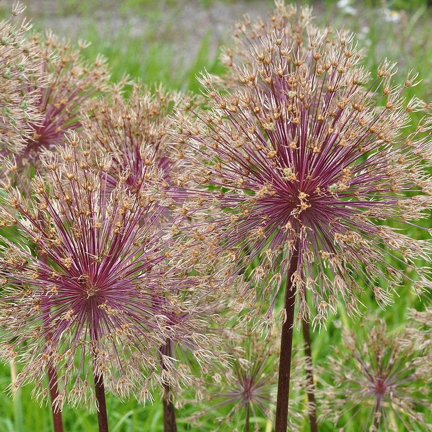 Allium 'Globemaster' Potted Ornamental Onion Plant
