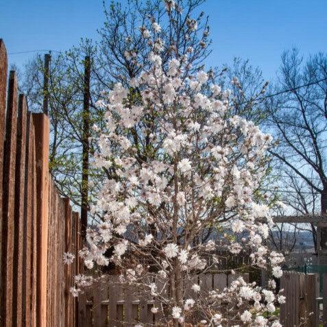 First Editions® Magnolia 'Centennial Blush' Potted Star Magnolia Plant