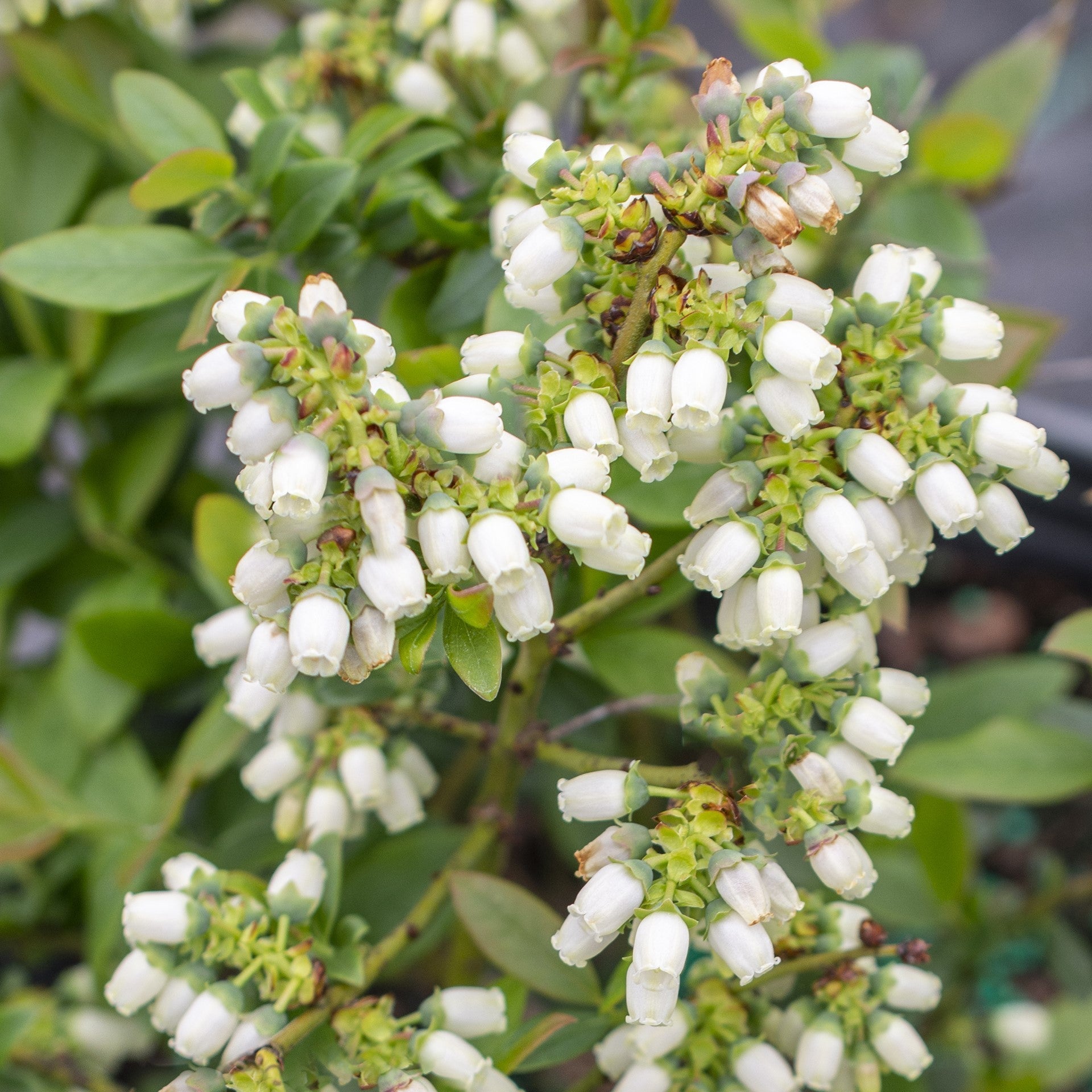 Blueberry Bushel and Berry® Perpetua® Two-Crop Potted Blueberry Plant