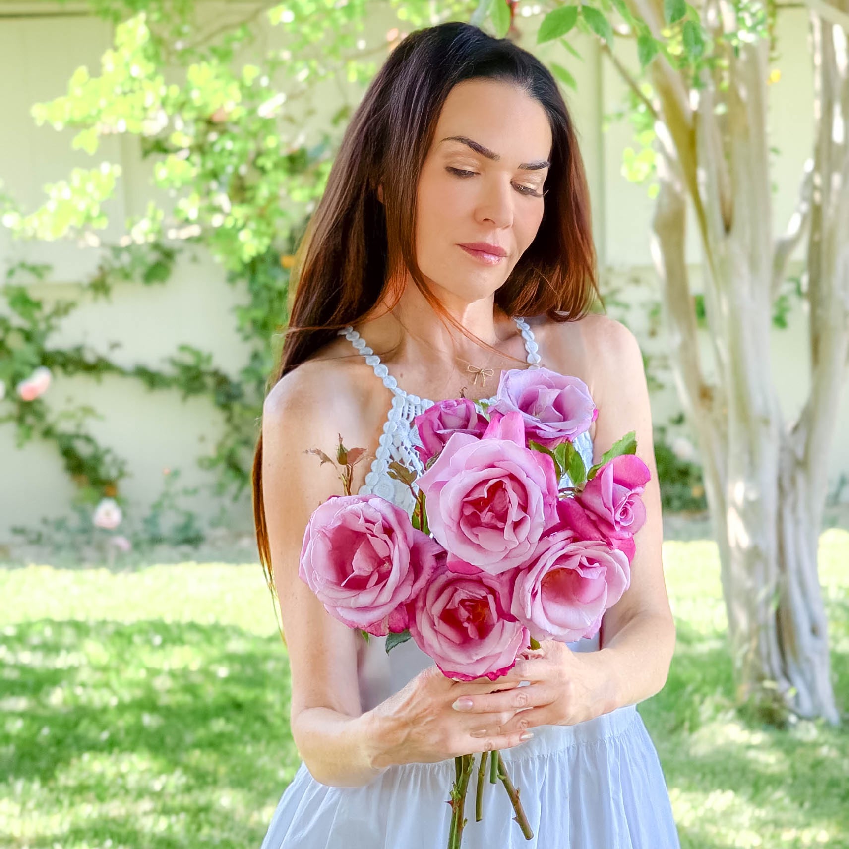 Fragrant Plum Potted Rose Bush