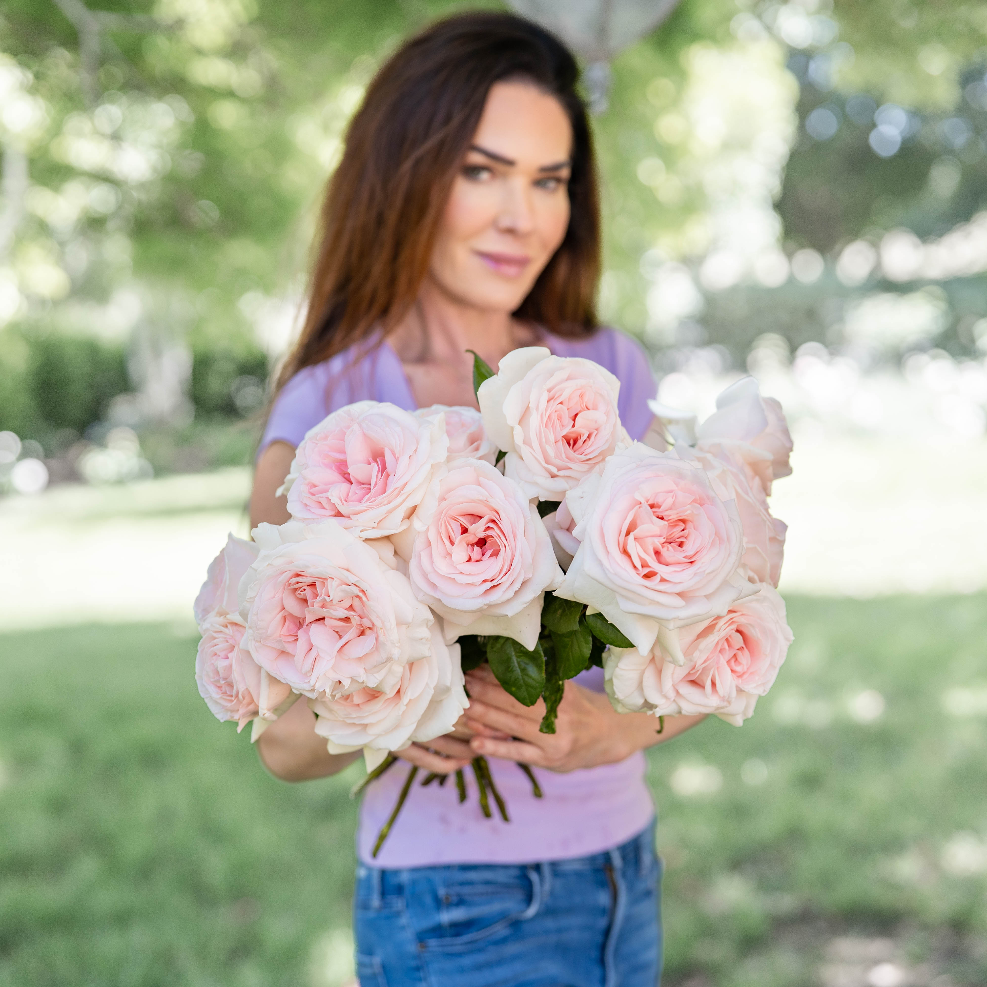 Francis Meilland® Potted Rose Bush