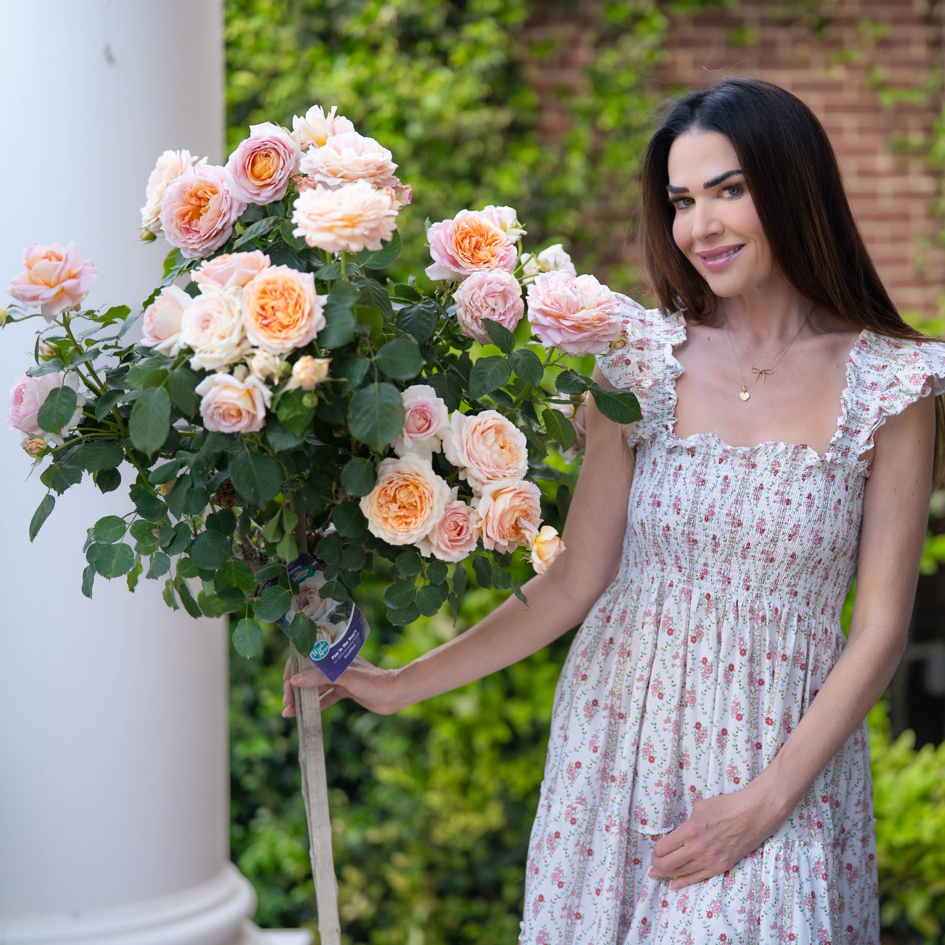 Fun in the Sun™ Bare Root Tree Rose