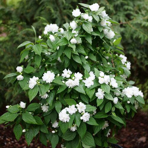 Proven Winners® Mock Orange Illuminati Spice® Potted Mockorange Bush