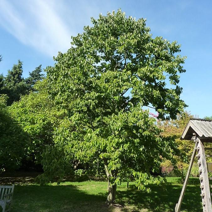Persimmon Potted Persimmon Plant